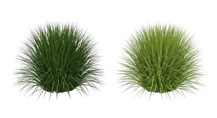 Obraz premium Two fluffy green plants on isolated on white background