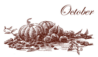 Ripe pumpkins, apples, berries, autumn harvest, still-life sketch, vector hand drawing, white background