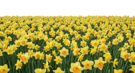 Vast field of yellow daffodils on isolated on white background