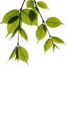 Obraz premium Vibrant, translucent emerald-green leaves on light brown branches, cascading from top against a transparent studio background with copy space, concept of natural vitality and purity