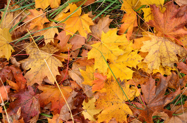 autumn wallpaper with Vibrant Autumn Maple Leaves on the Ground