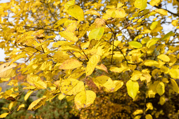 Bright yellow leaves on a tree branch during autumn. The leaves display various shades of yellow, indicating the seasonal change.
