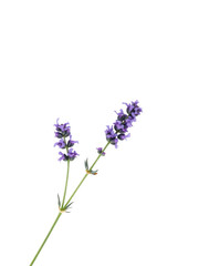 Obraz premium A delicate sprig of purple lavender flowers with green stems isolated on a clean white background isolated on white background