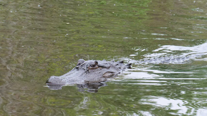 Close-up photo of an American Alligator head submerged in murky Louisiana swamp water, Louisiana, USA	