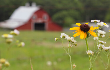 Close up of Wildflowers With Red Barn in Background. Rural East Texas