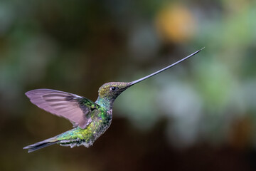 Sword-billed Hummingbird, Ensifera ensifera, popular long beak hummingbird  in flight from Andean...