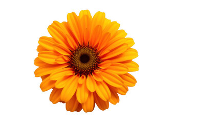 Vibrant orange gerbera daisy flower with delicate petals isolated on white background