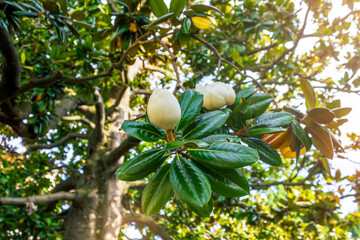 Beautiful magnolia flowers blooming on a tree with green glossy leaves in sunlight.