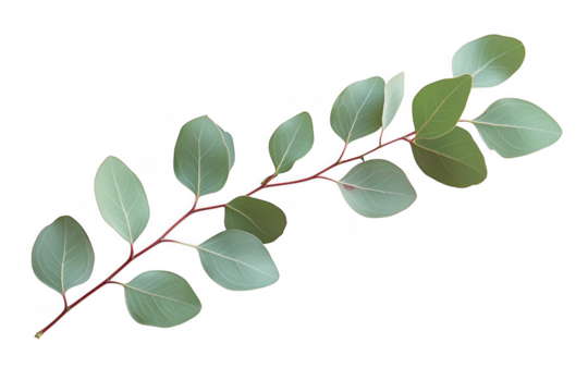 Green eucalyptus branch with red stem isolated on a transparent background
