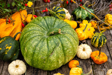 Green Pumpkin and Yellow Gourds Composition
