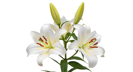 Fototapeta premium Elegant White Lilies with Buds on Black Background