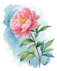 Obraz premium Illustration of watercolor peony isolated on white background with a blue watercolor wash