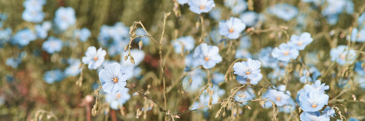 Field of delicate blue flax flowers in bloom with soft sunlight and green foliage.