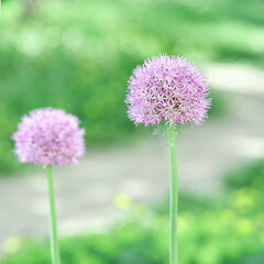 Bright pink allium flowers blooming in green park garden on a sunny day.