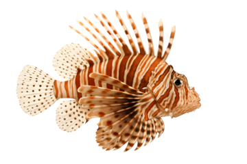 Lionfish PNG