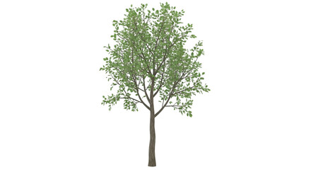A single deciduous tree with green leaves on a black background