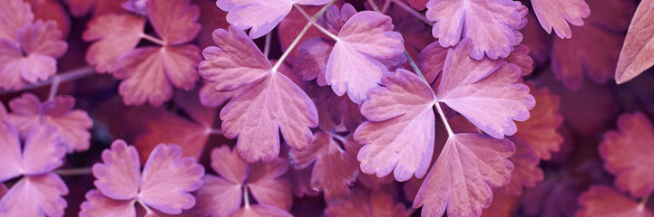 Vibrant purple leaves close-up in natural garden setting displaying unique patterns.