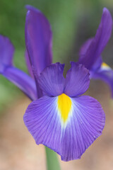 Purple Iris Blooming in Outdoor Garden
