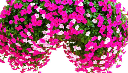 Vibrant cascading cluster of pink and white impatiens flowers isolated on white background