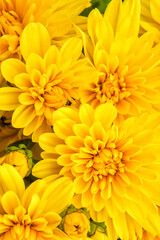 Fototapeta premium Bright Yellow Chrysanthemum Close-Up