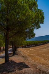 Fototapeta premium Tuscan Pine Tree Road beside Harvest Field