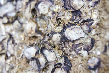 Close-up of rough oyster shells with textured surface in natural setting.