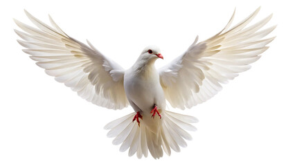 white dove isolated on white