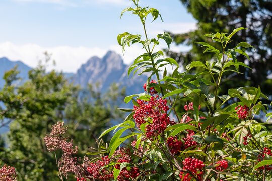 Lush green foliage and bright red berries create natural frame. Breathtaking panoramic view of rugged Julian Alps mountain range, captured from Dreil&auml;ndereck tri-border area in Carinthia, Austria