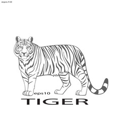 Black and white image of a tiger walking. Vector illustration