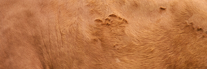 Close-up of brown animal fur texture with natural patterns and fine details.