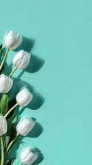 A delightful arrangement of pristine white tulips arranged against a vibrant teal background, showcasing soft shadows and a minimalist aesthetic.