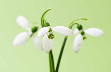 Fototapeta premium snowdrops