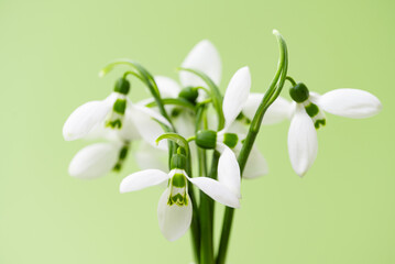 snowdrops