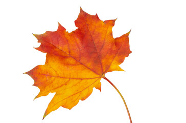 Maple leaf isolated