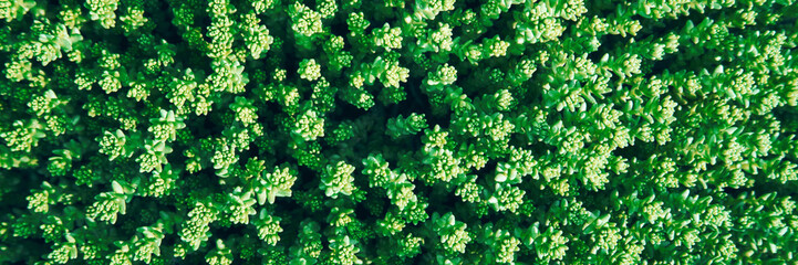 Lush green succulent carpet with dense tiny leaves and vibrant foliage creating a refreshing...