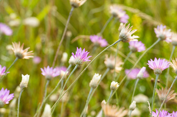 immortelle flowers in a meadow