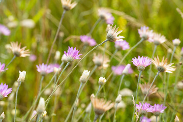immortelle flowers in a meadow