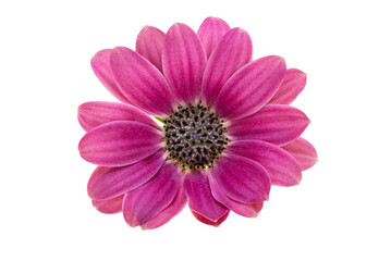 Beautiful Osteospermum flower isolated