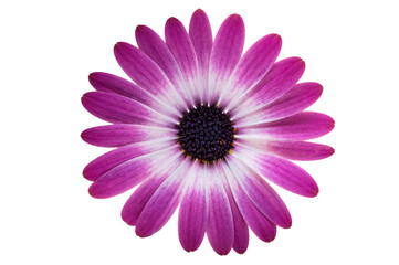 Obraz premium Beautiful Osteospermum flower isolated