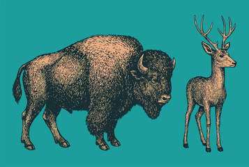 Hand-drawn engraving illustration of bison and deer in classic naturalist style with bright color background.