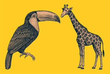 Bright exotic animal illustration of a toucan and giraffe in detailed engraved vintage style.