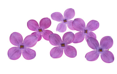 Obraz premium Lilac flower isolated