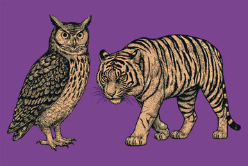 A detailed vintage animal drawing of an owl and tiger in classic engraved natural history style.