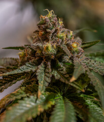 Black apple Hitchcock Blue cheese variety indoor marijuana flower