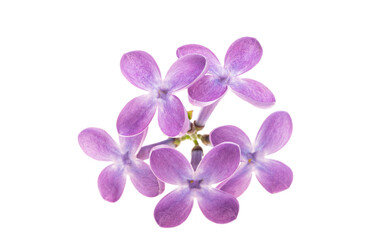 Obraz premium Lilac flower isolated