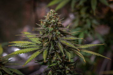 Black apple Hitchcock Blue cheese variety indoor marijuana flower