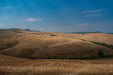 Fototapeta premium Golden Hill with Cypress Alley under Blue Sky, Tuscany