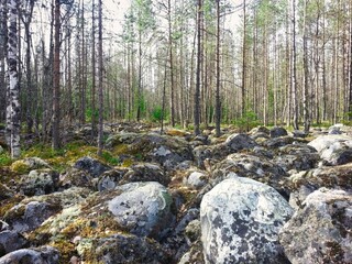 A forest with a lot of rocks and moss