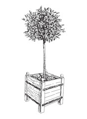 Decorative small deciduous tree in flower pot, realistic hand drawn vector illustration isolated on white