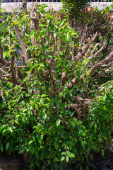 Obraz premium A trimmed tree with green leaves and branches. The branches are cut and shaped, with lush greenery